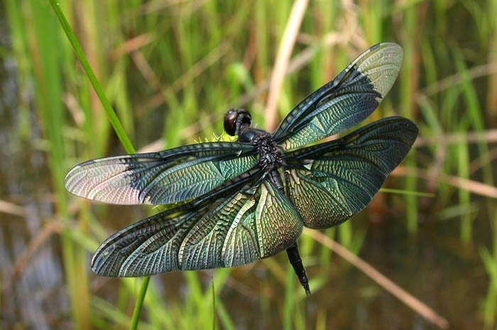 dragonfly_231.jpg